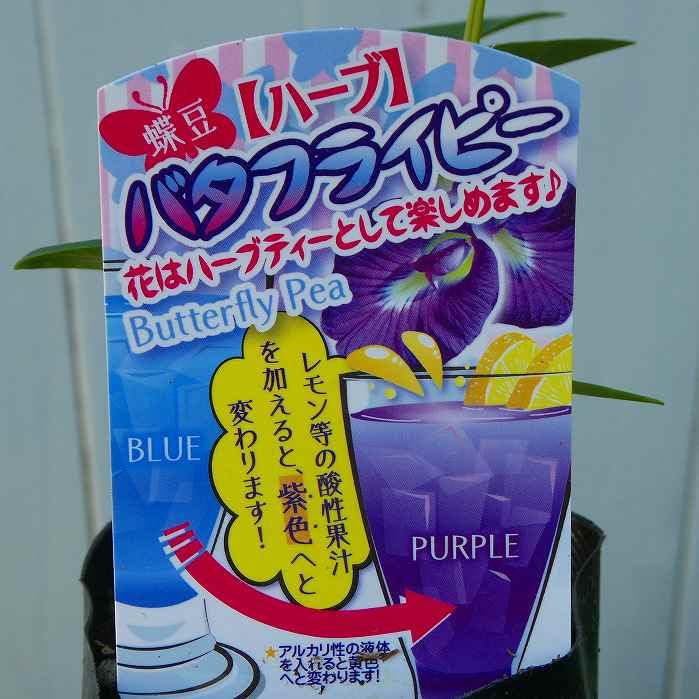 Amazon.co.jp: 蝶豆 苗 バタフライピー 3号ポット チョウマメ ツル性